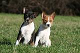 BASENJI 095